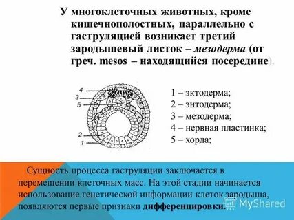 Мезодерма образуется на стадии