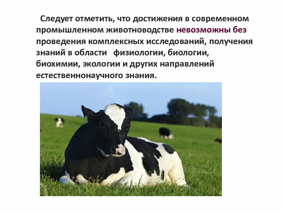 Биологические особенности рогатого скота. Крс для презентации. хозяйственные особенности крупного рогатого скота. биологические особенности коров. биологические и хозяйственные особенности крупного рогатого скота.