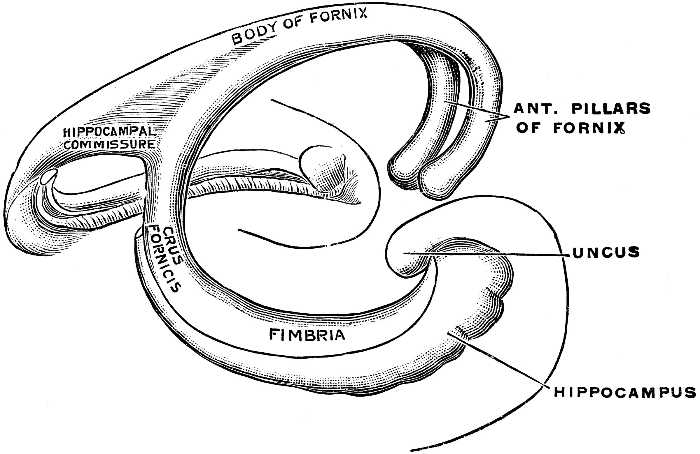 Свод и гиппокамп анатомия. Строение свода и гиппокампа. Свод Fornix. Строение гиппокампа анатомия.