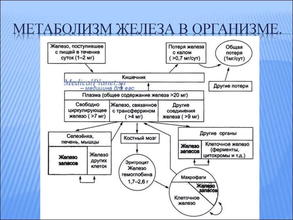 Обмен железа в печени. Метаболизм железа схема. Метаболизм железа в организме человека схемы. Схема усвоения и транспорта железа в организме. Схема обмена железа в организме биохимия.