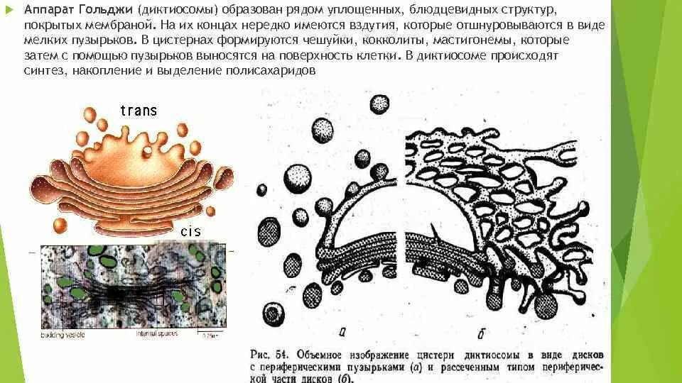 Какие мембранные структуры образует аппарат гольджи. Аппарат Гольджи строение диктиосомы. Аппарат Гольджи строение гистология. Мембрана клетки аппарат Гольджи. Везикулы аппарата Гольджи.