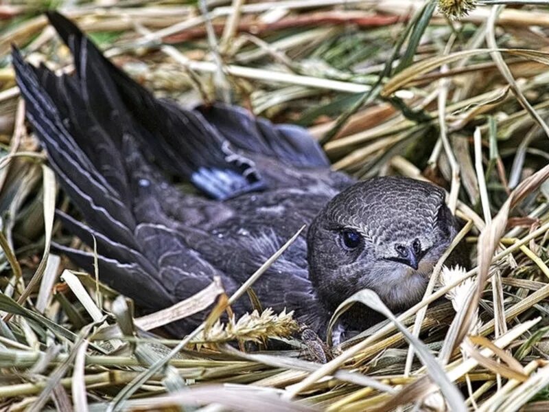 иглохвостый стриж птица. стриж это. полевой стриж. иглохвостый стриж. стриж это.