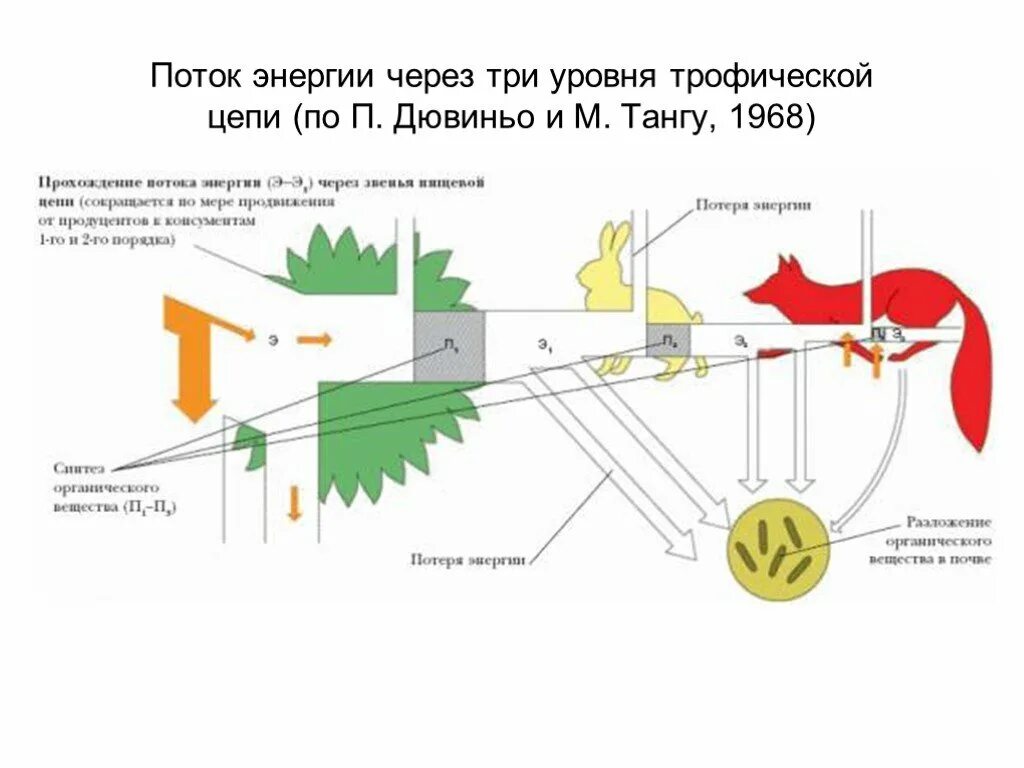 Схема передачи энергии в пищевых цепях. Поток энергии в трофической цепи. Поток энергии в экосистемах. Поток энергии и пищевые цепи