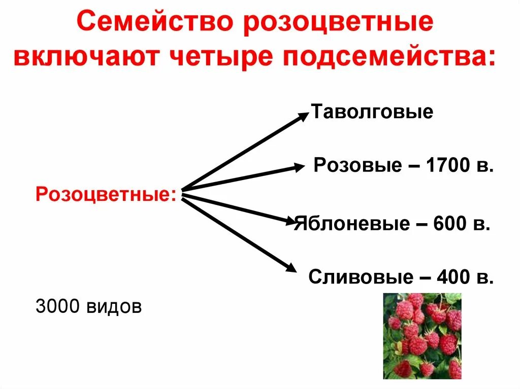 Признаки растений семейства розоцветные. Семейство розоцветные подсемейства. розоцветные растения жизненные формы. семейство розоцветные жизненные формы растений. семейство розоцветные таблица.
