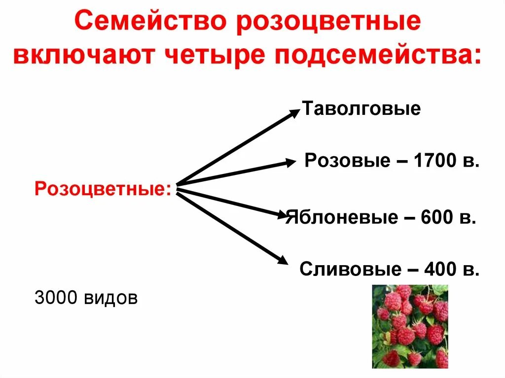 Семейство Розоцветные подсемейства. Представители двудольные семейство Розоцветные. Характеристика семейства Розоцветные. Признаки семейства Розоцветные. Семейства крестоцветные и розоцветные 7 класс