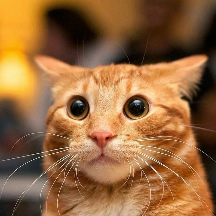 Рыжий котик мем. Испуганный кот. смешной удивленный кот. кот в шоке. удивленный рыжий кот.