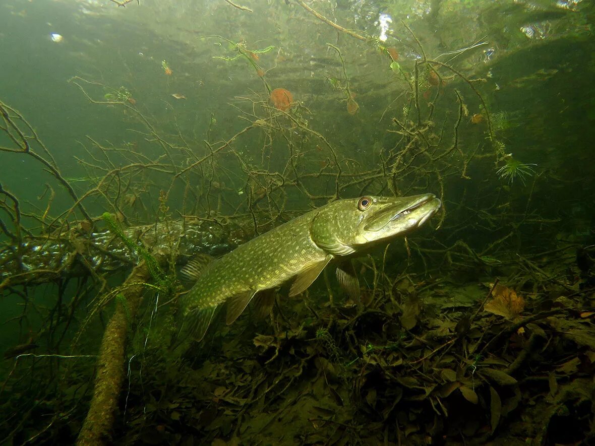 щука подводная съемка. подводная рыбалка на щуку. щука подводная. щука подводная. щука подводная.