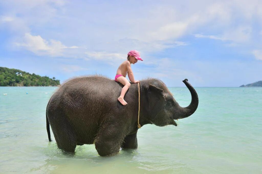 Elephant пхукет. Шри Ланка п УХЕТ. Слоны на Пхукете. Белый слон на Пхукете. Слоники Тайланд.