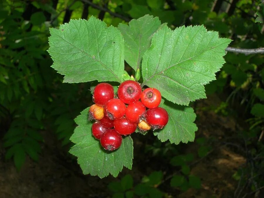 Как выглядит лист боярышника Crataegus rhipidophylla Image of an specimen Plantarium