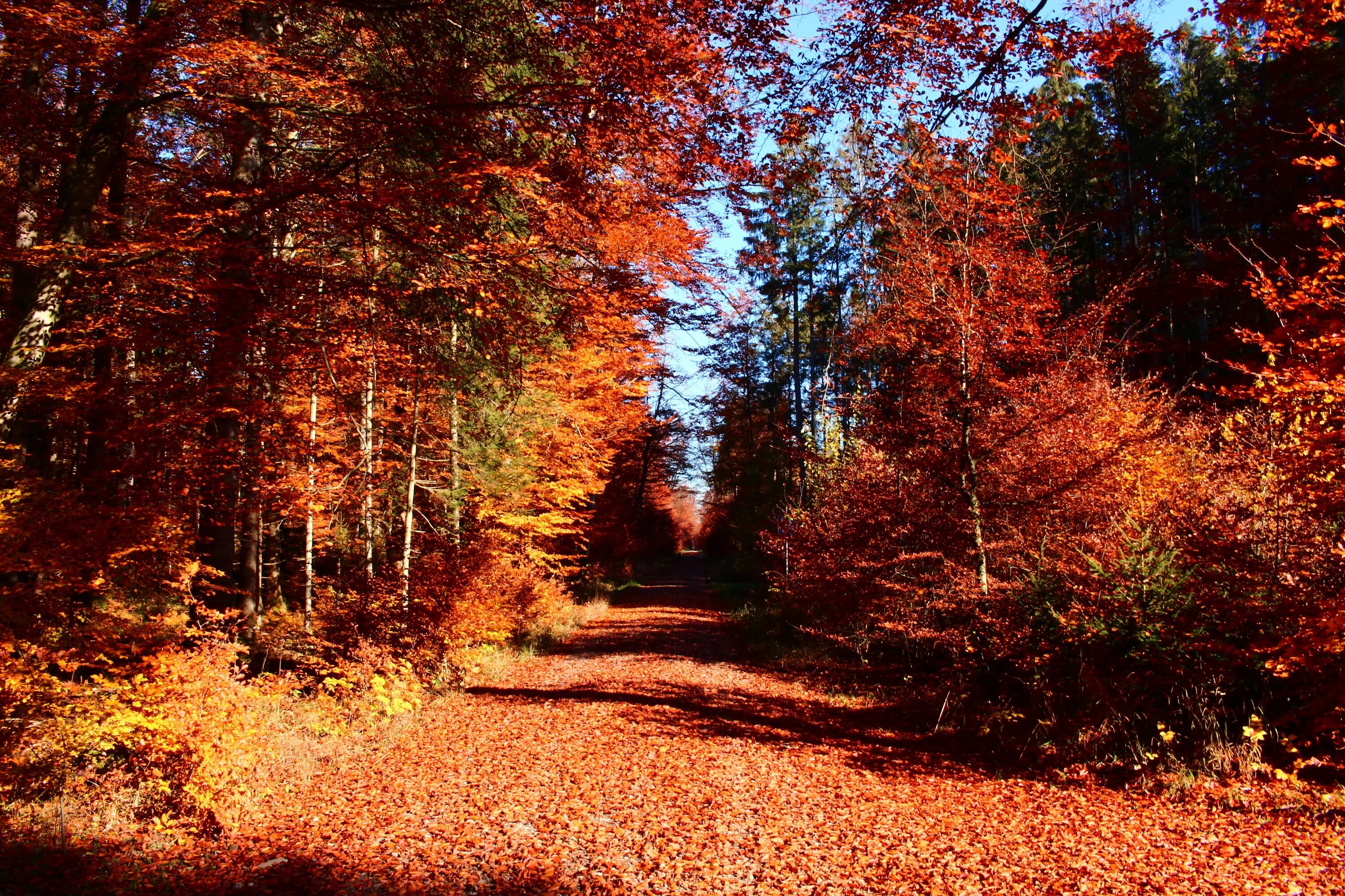 Landscape Autumn - Free photo on Pixabay Landscape, Autumn aesthetic, Natural la