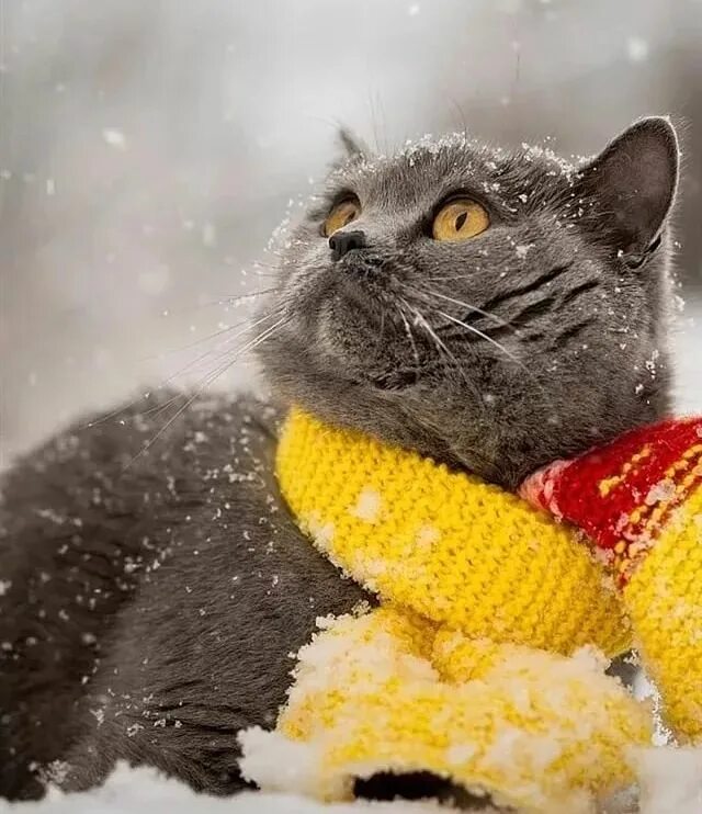 Добрый день осень снег. Конец осени скоро зима. Доброе утро ноябрь. С добрым осенним утром и первым снегом. Прощай осень здравствуй зима.