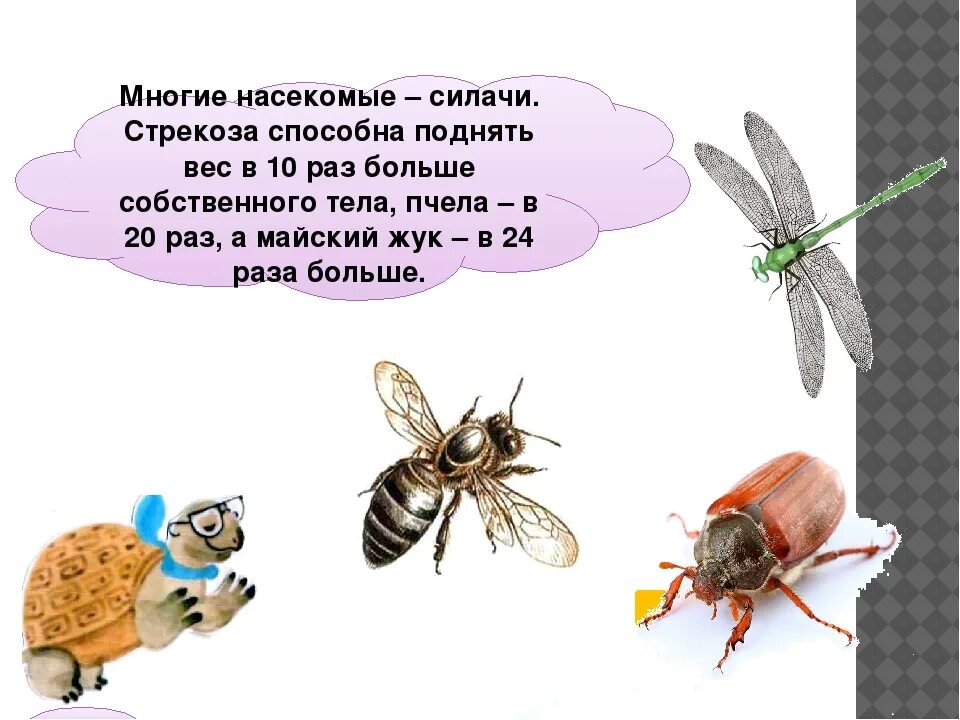 Кто такие насекомые 1. Кто такие насекомые. окружающий мир 1 класс тема насекомые. кто такие насекомые 1 класс. презентация насекомые 1 класс.