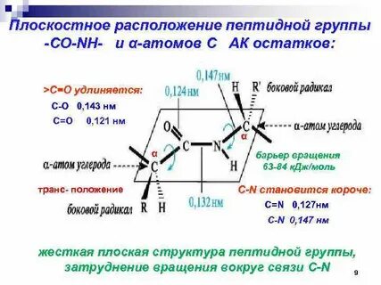 Пептидная группа атомов