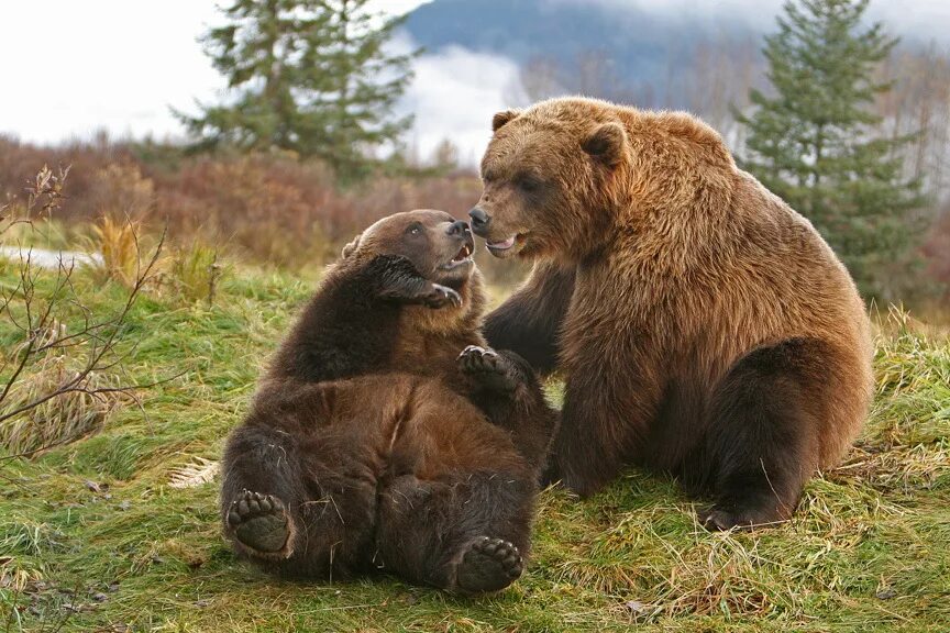медведи спариваются. медведи занимаются. размножение медведей. медведь гризли спаривание. бурый медведь спаривание.