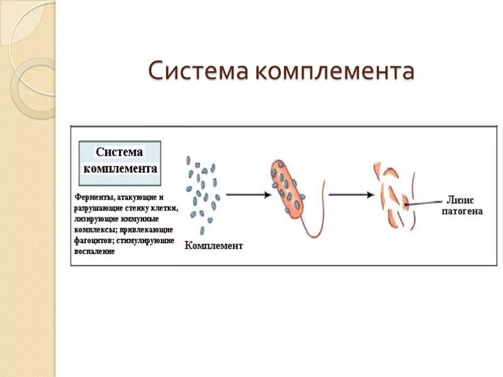 Цена комплемента. Система комплемента. Система комплемента презентация. Белки системы комплемента. Система белков комплемента схема.