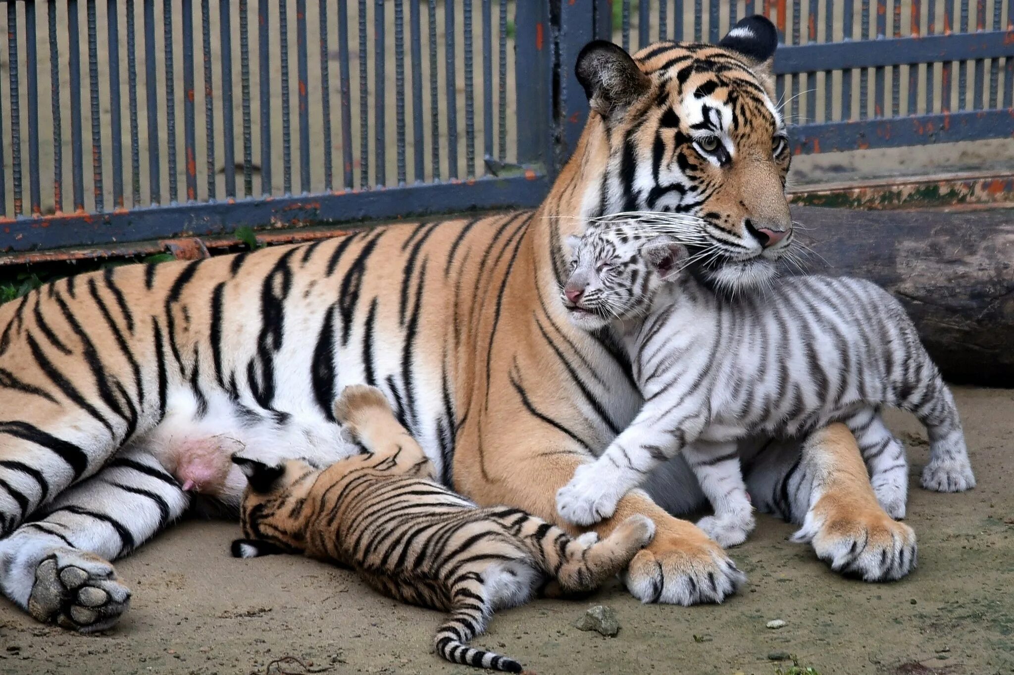 Названия видов тигров. Амурский тигр i bengalskii Tigr. Бенгальский Тигренок-альбинос.. Королевский бенгальский тигр. Бенгальский длиннопенисный тигр.