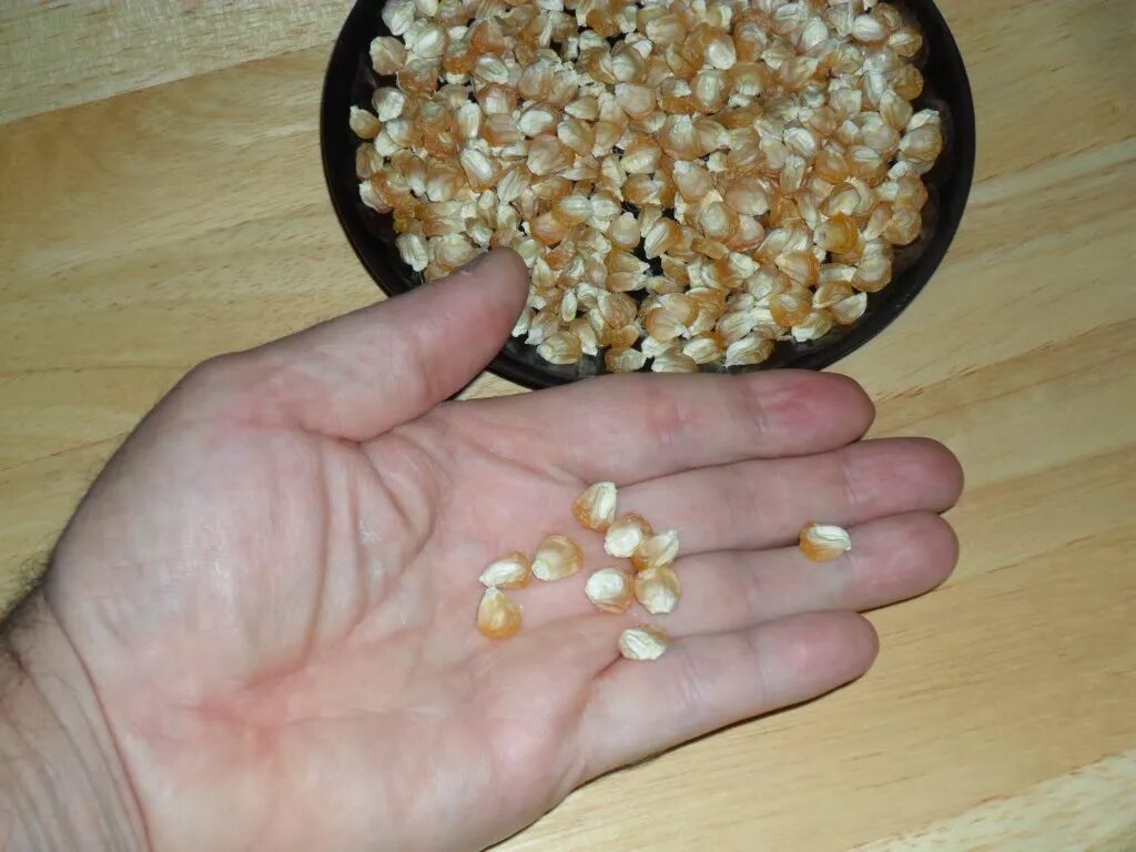 Проверка семян на всхожесть в соленой. Прорастить семена кукурузы. Всхожесть семян кукурузы. Семена кукурузы перед посадкой. Семена кукурузы замачивание.