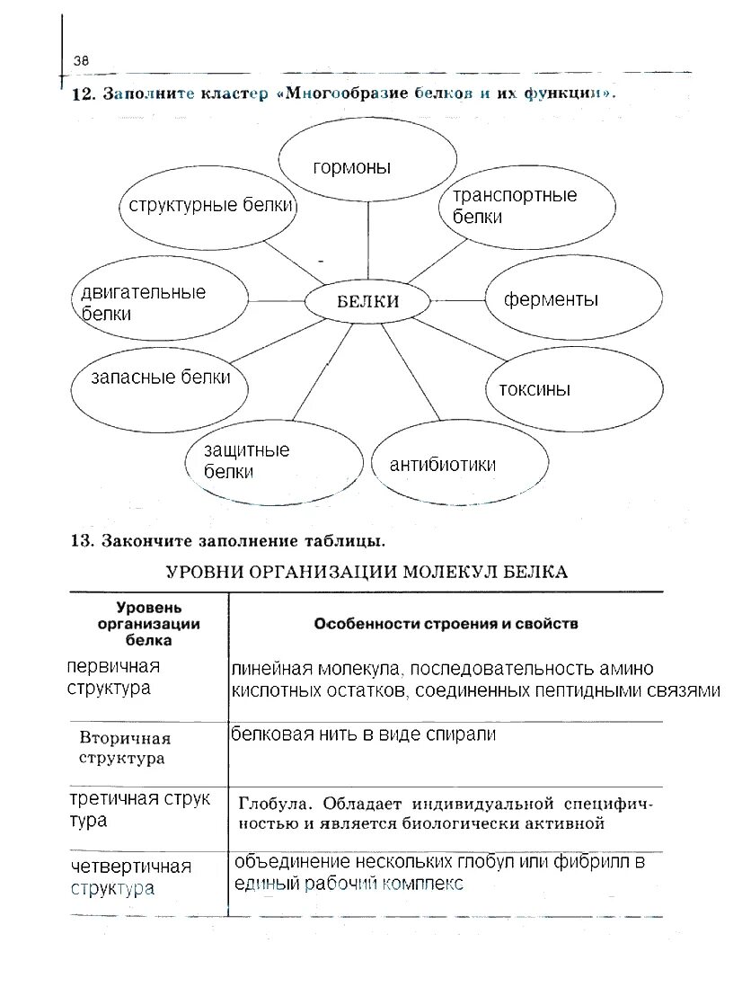 Белки многообразие. Заполните кластер многообразие белков и их функции. Многообразие белков и их функции. Функции белков кластер. Кластер по биологии многообразие белков.