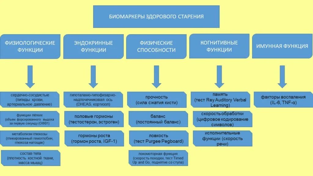 Процесс старения 5 букв. Биологические маркеры старения. Биомаркеры старения человека. Процесс старения человека. Факторы старения.