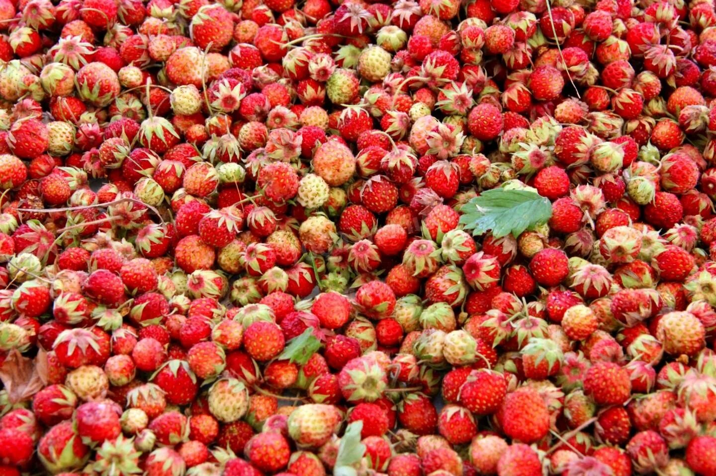 3 в 1- шпинат+ малина+ земляника. летние ягоды. высыпанной земляники. огромная корзина клубники. земляника лесная.