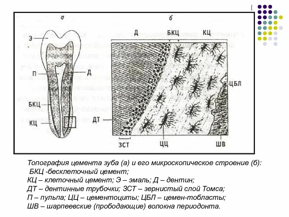 Цемент гистология. Бесклеточный цемент зуба гистология. строение цемента зуба гистология. строение эмали дентина цемента. цемент дентин гистология.
