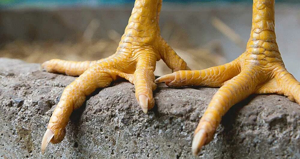 Сколько пальцев у курицы. Сколько пальцев у курицы. Куриные лапки накрашенные. Сколько пальцев у курицы. Сколько пальцев у курицы.