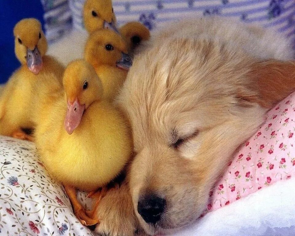 Собака 2 утка 3