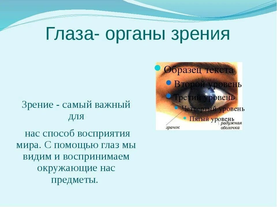 Впр глаз. Органы чувств глаза. Сообщение о органе зрения. Органы чувств человека зрение. Органы чувств человека глаза орган зрения.