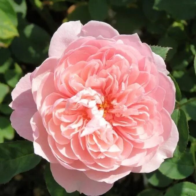 Зе розе. The rose группа корея. Сорт розы зе алнвик роуз. Роуз кпоп. Остин алнвик роуз.
