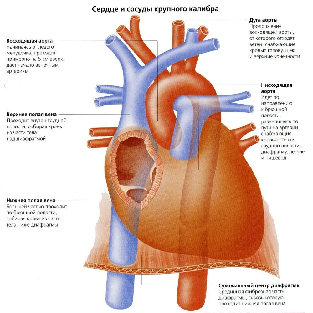 Толстая стенка сосуда. Строение сердца аорта. Артерии аорты анатомия сердца. Строение сердца сосуды аорта вены. Нижняя полая Вена сердца.