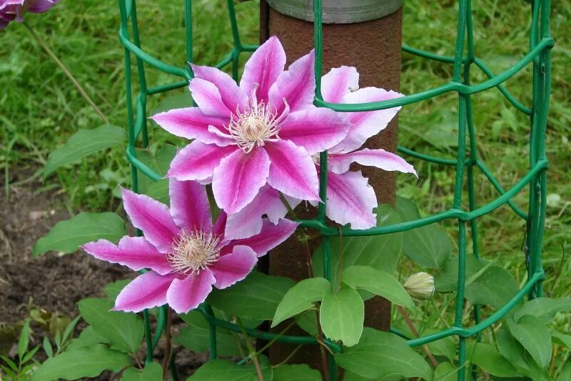 Клематис тюдор фото. Клематис Andromeda. Клематисы Андромеда. Clematis Андромеда. Клематис Андромеда (Andromeda).