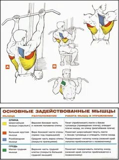 Основные упражнения для мышц спины