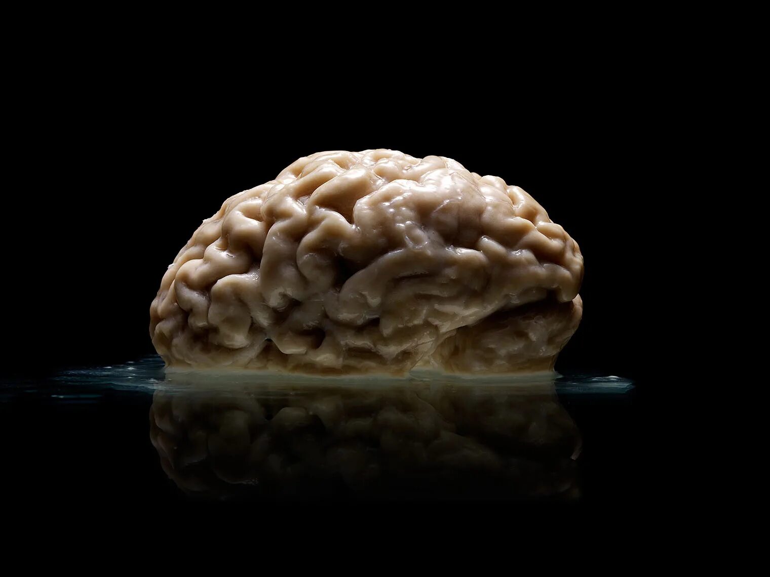 Brain фото