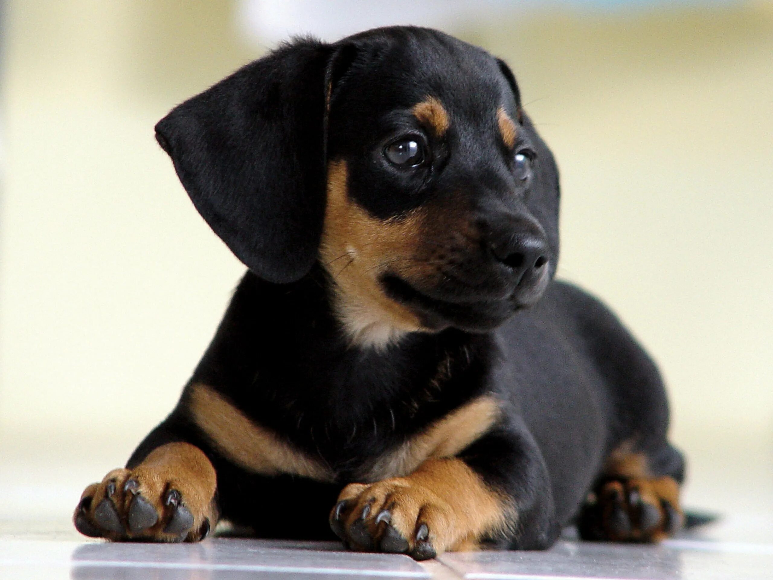 разные собаки. австралийская овчарка аусси щенок. собака золотистый ретривер. собачки разных пород. щенки таксы новорожденные.