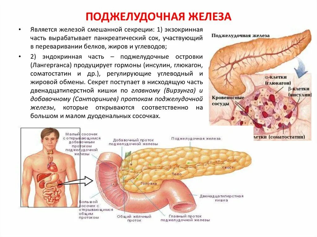 Поджелудочная железа отечность