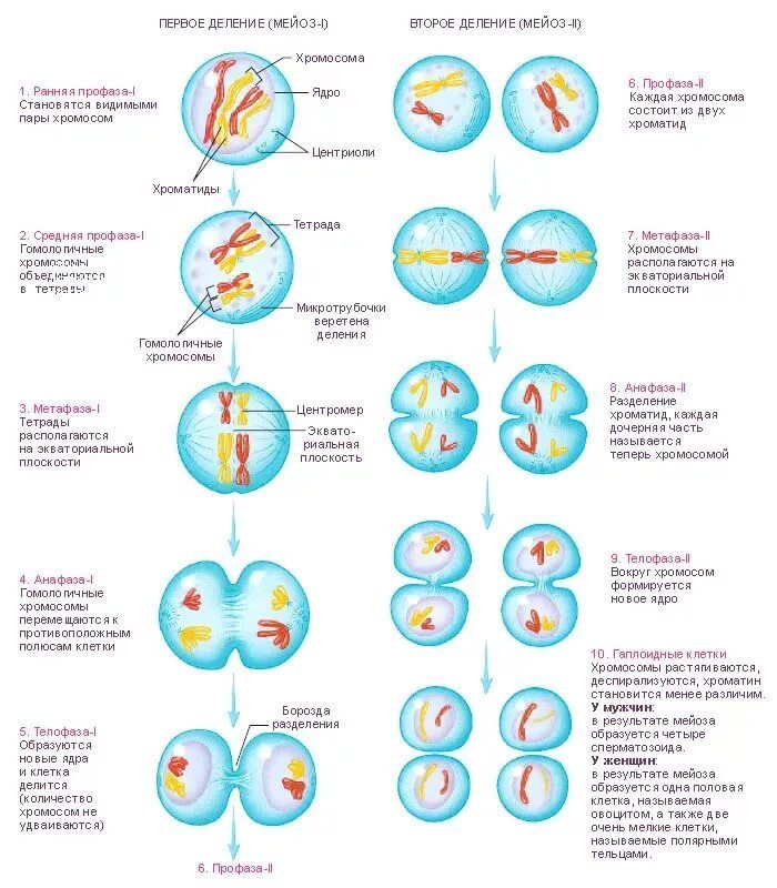 Опишите мейоз. Фазы мейоза подробно. Мейоз 1 схема. Фазы мейоза схема. Фазы мейоза 1.