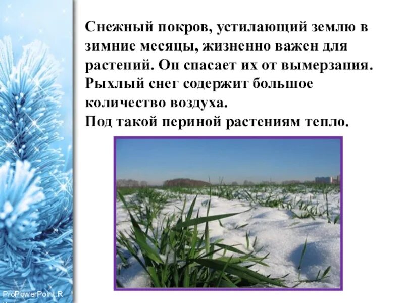 Роль снега в жизни растений. Снежный Покров для растений. Зима в мире растений. Роль снежного Покрова для растений.