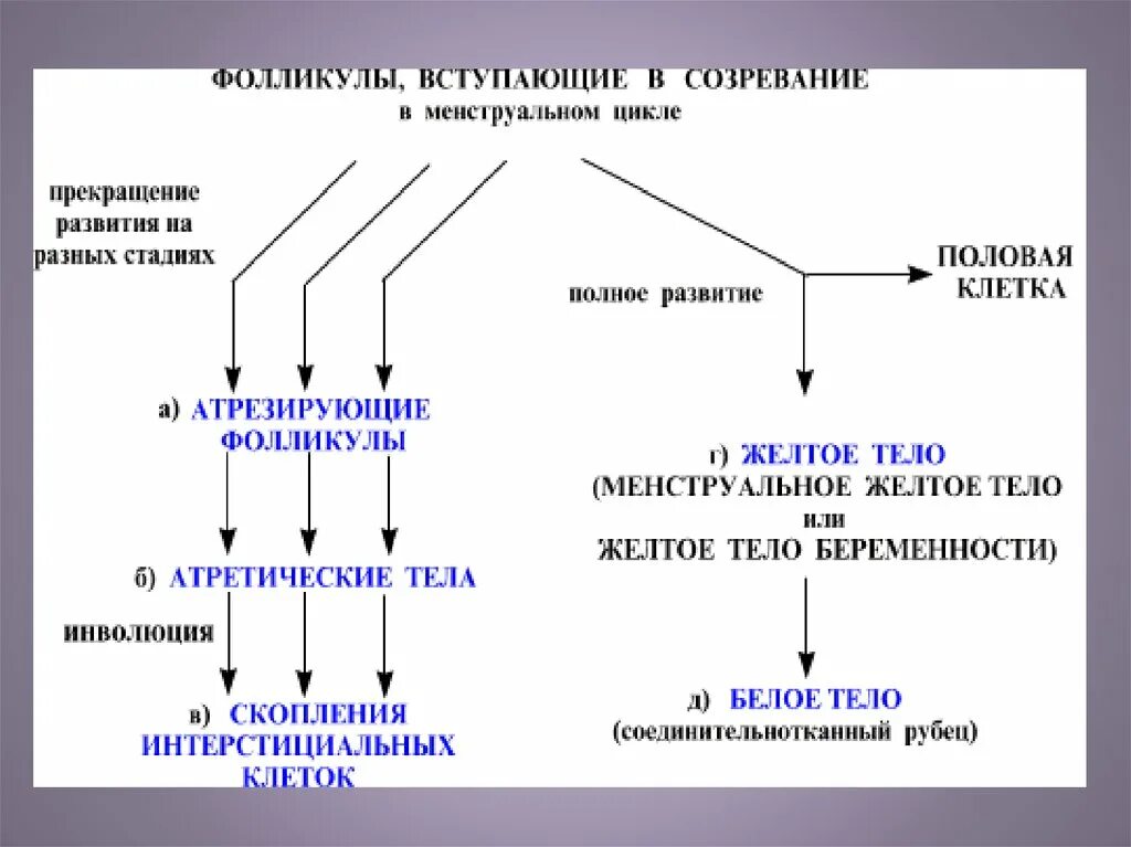 Цикл созревания фолликулов. Созревший фолликул. Фолликулы вступающие в созревание. Как созревает фолликул. Фолликулы созревают в