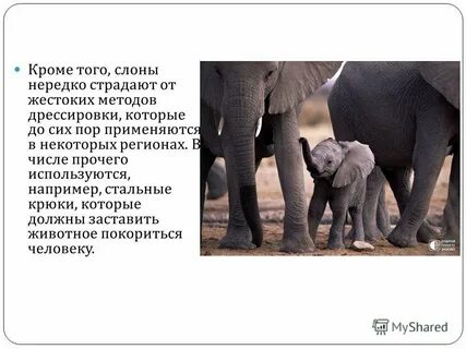 Получи слона