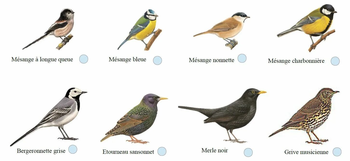 Un oiseau l oiseau