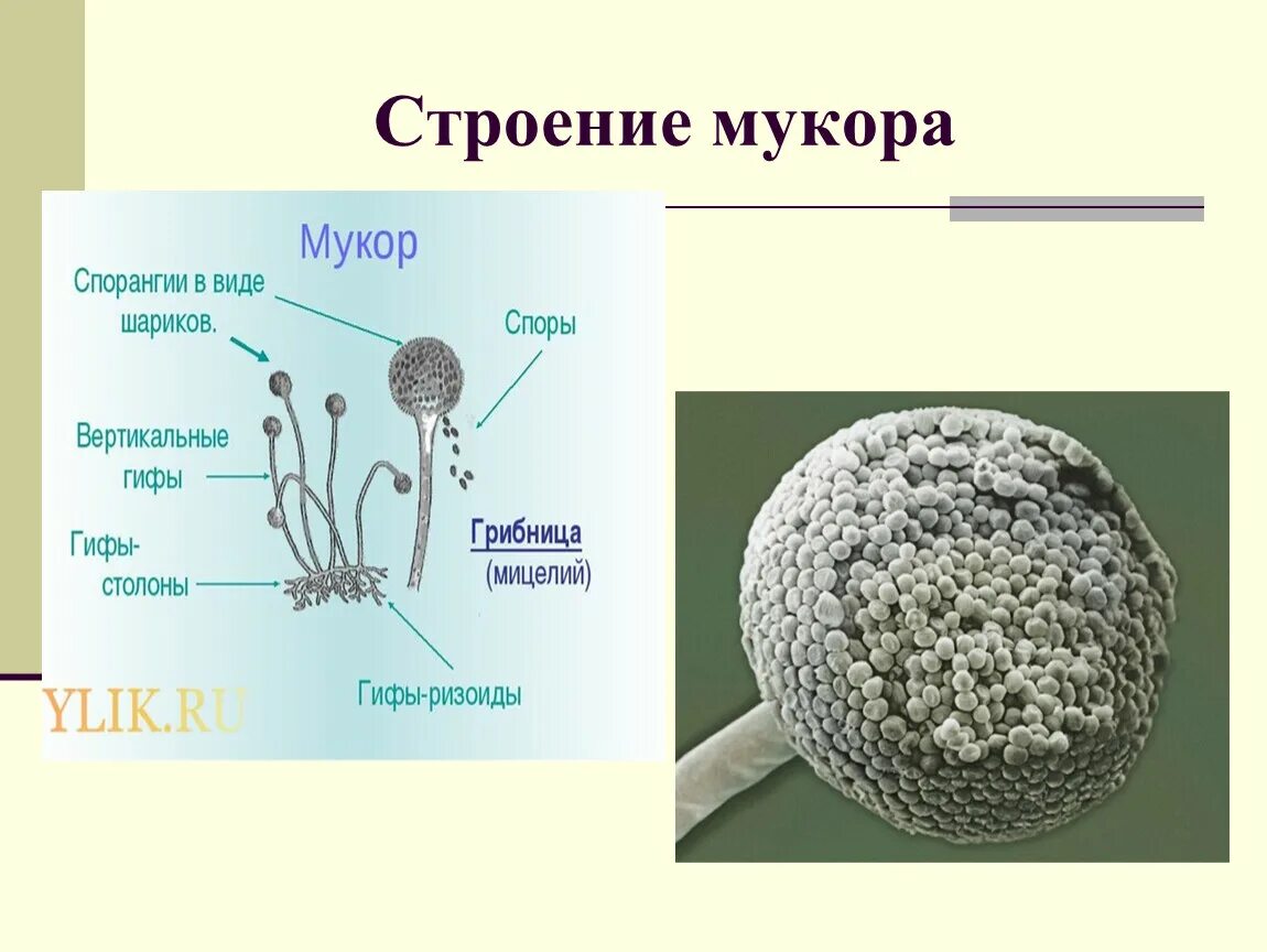 Презентация на тему Плесневые грибы. Мукор.