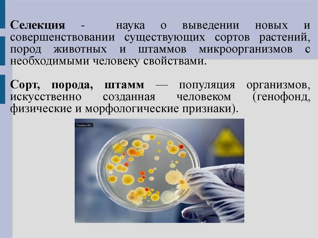 Селекция сорт порода штамм. Селекция штаммов микроорганизмов. Штамм это в селекции. Штаммы микроорганизмов примеры.