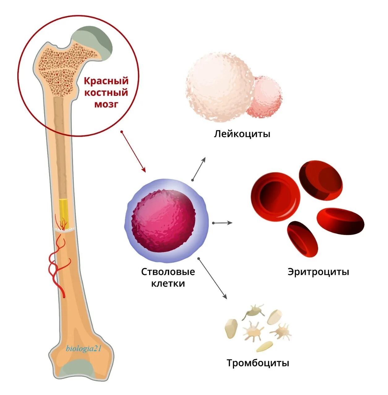 Клетки образующиеся в красном костном мозге. Стволовых клеток красного костного мозга:. Гемопоэтические компоненты красного костного мозга. Красный костный мозг анатомические образования. Остеогенные клетки красного костного мозга.
