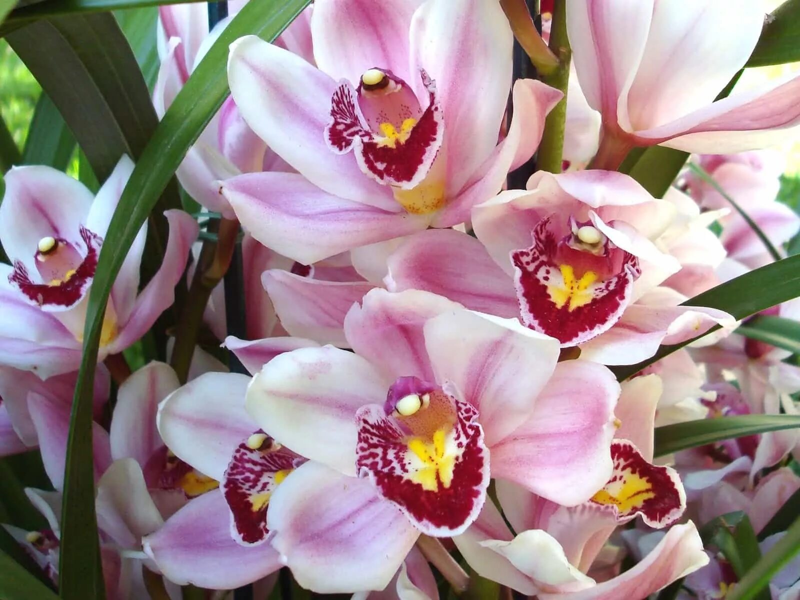 Какие сорта орхидеи. Орхидея Cymbidium. Королевский Цимбидиум. Дендробиум Цимбидиум. Цветок Цимбидиум.