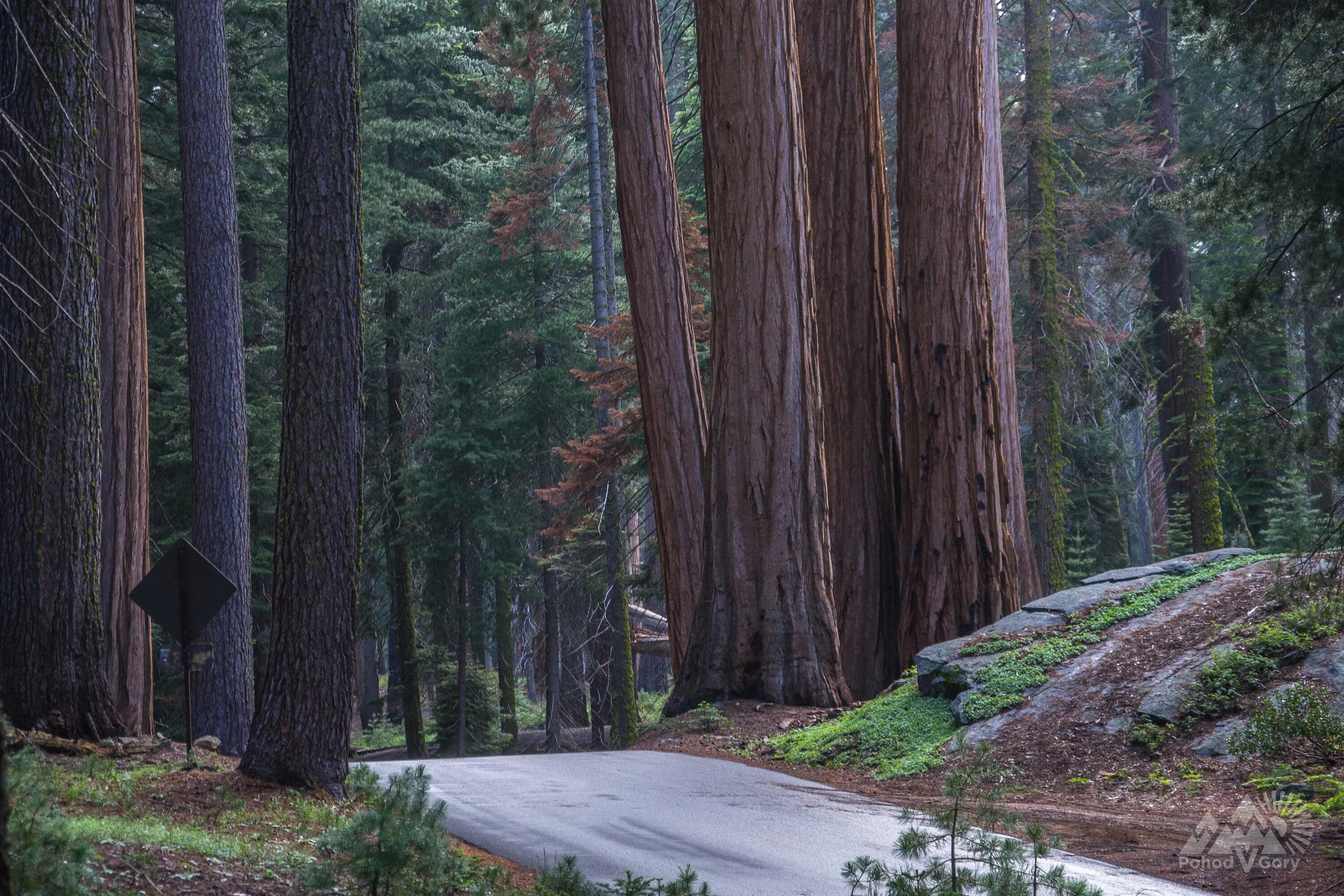 Sequoia park