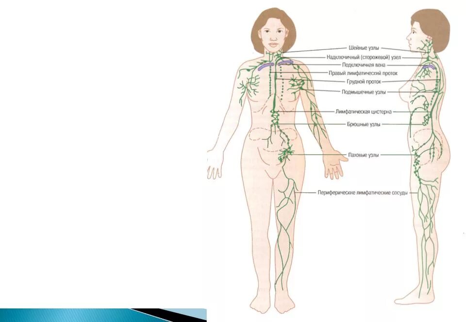 Лимфатические узлы расположение у женщин. Где находятся лимфатические узлы у человека схема. Лимфоузлы где находятся схема. Схема расположения лимфоузлов на теле человека. Лимфатические узлы на теле женщины схема.