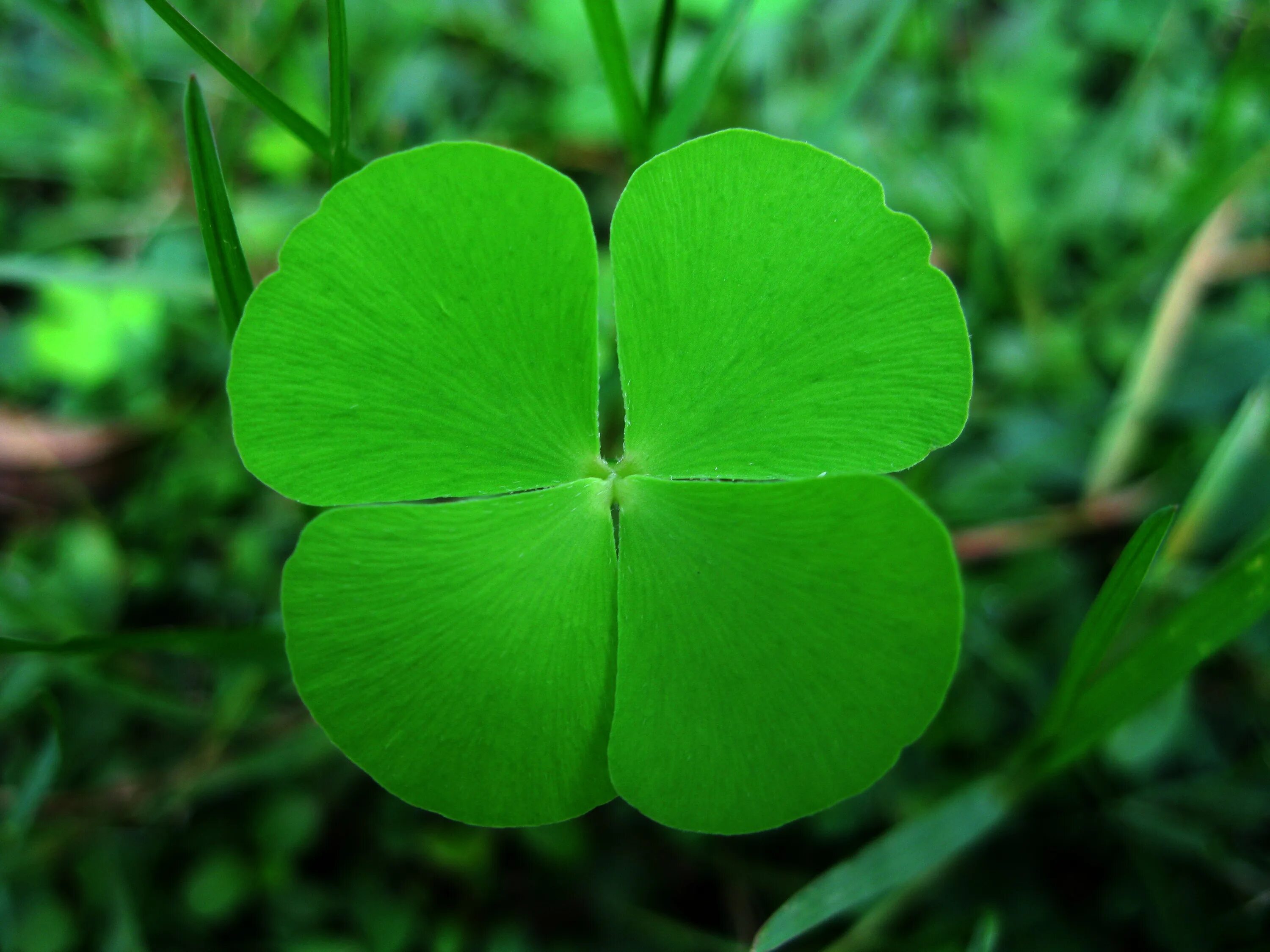 клевер гибридный (trifolium hybridum). клевер трехлистный. четырёхлистный клевер на удачу. клевер ванклеер. четырёхлистный клевер на удачу.