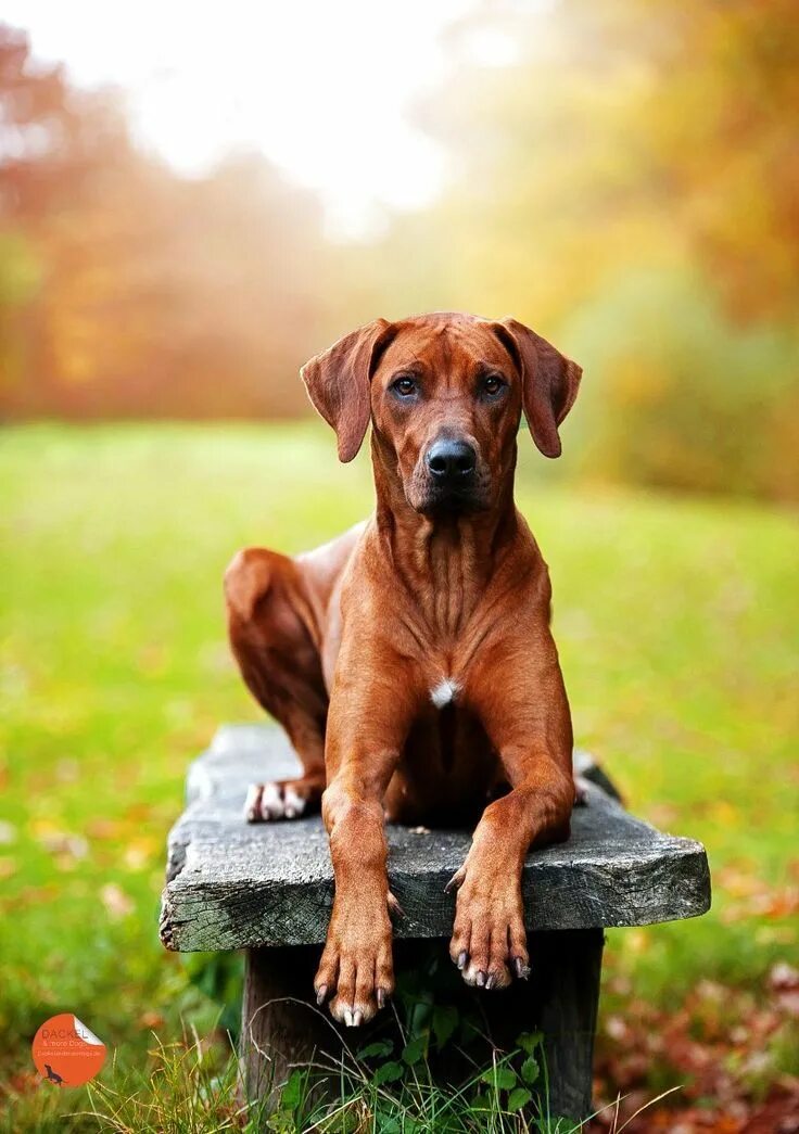 Dogs community. Супер щенки картинки. Такса в короне. Группа janne daare barks собачками. Забавные домашние животные.