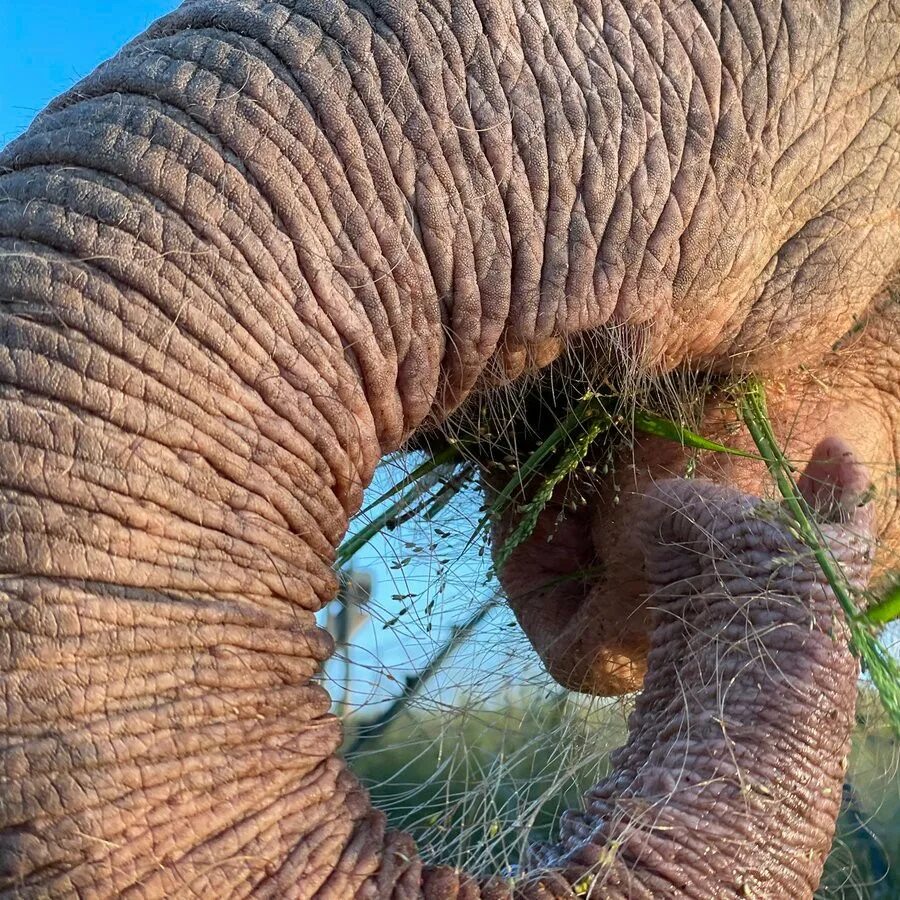 Редукция волосяного покрова у слонов