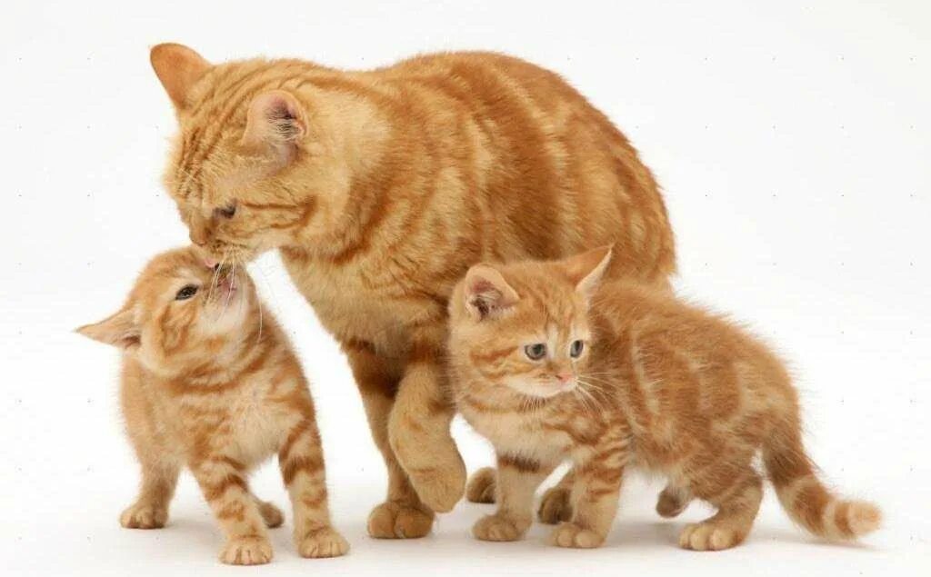 Сколько котят у рыжей кошки. Кошка с котятами. Картинки кошек и котят. Мама кошка. Кошка и котенок для детей.